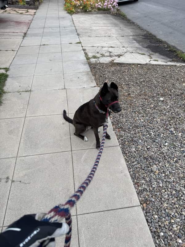 A picture of a black dog named Bowie sitting, taken on May 15 2025 at 6:44 am